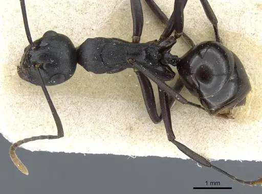 Polyrhachis queenslandica - CASENT0905838
