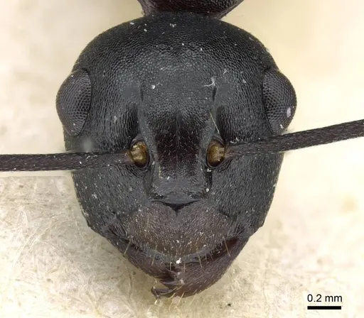 Polyrhachis queenslandica - CASENT0905838