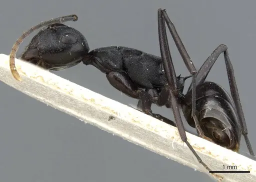 Polyrhachis queenslandica - CASENT0905838