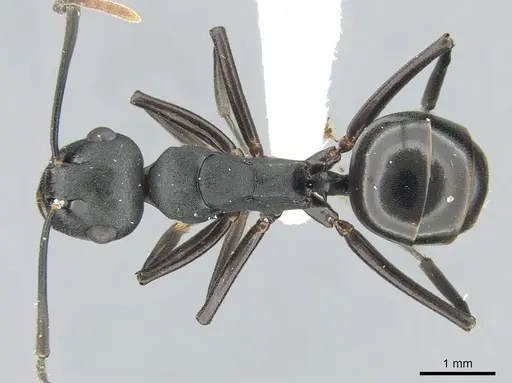 Polyrhachis queenslandica - CASENT0906580