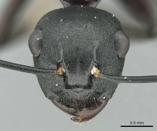 Polyrhachis queenslandica - CASENT0906580