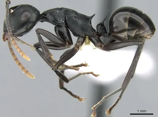 Polyrhachis queenslandica - CASENT0906580