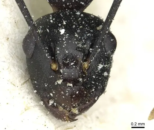 Polyrhachis queenslandica - CASENT0912162