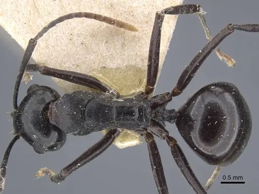 Polyrhachis queenslandica - CASENT0917178