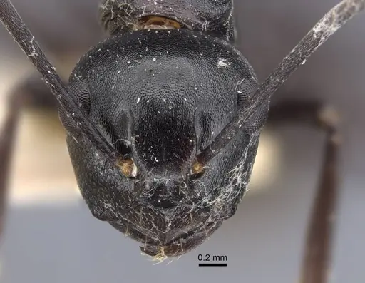 Polyrhachis queenslandica - CASENT0917178