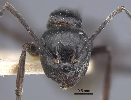 Polyrhachis queenslandica - CASENT0917178
