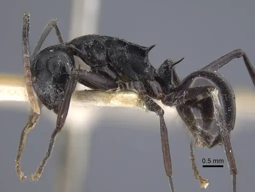 Polyrhachis queenslandica - CASENT0917178