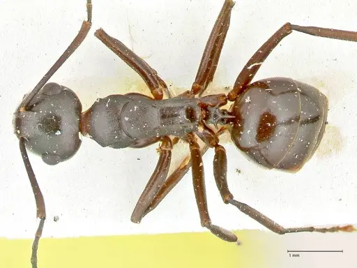 Polyrhachis queenslandica - FOCOL2537