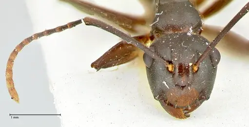 Polyrhachis queenslandica - FOCOL2537