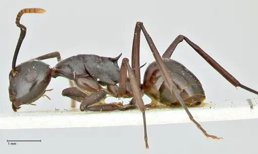 Polyrhachis queenslandica - FOCOL2537