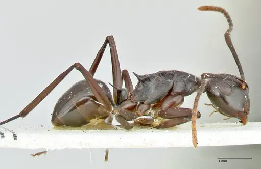 Polyrhachis queenslandica - FOCOL2537