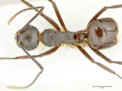 Polyrhachis queenslandica - FOCOL2538