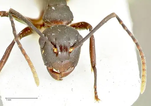 Polyrhachis queenslandica - FOCOL2538