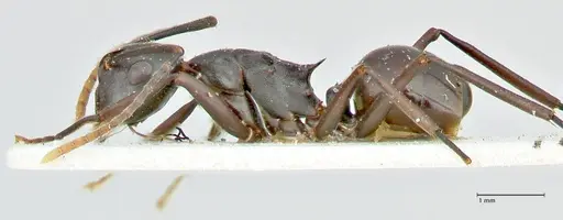 Polyrhachis queenslandica - FOCOL2538