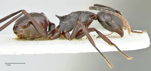 Polyrhachis queenslandica - FOCOL2538