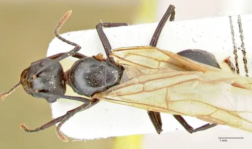 Polyrhachis queenslandica - FOCOL2539