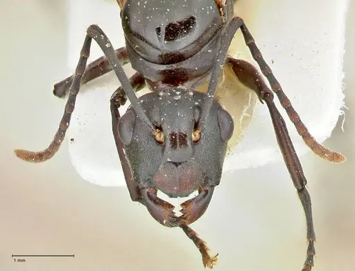 Polyrhachis queenslandica - FOCOL2539