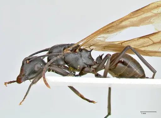Polyrhachis queenslandica - FOCOL2539