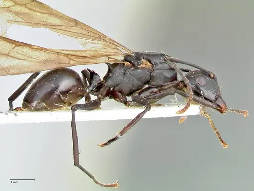 Polyrhachis queenslandica - FOCOL2539