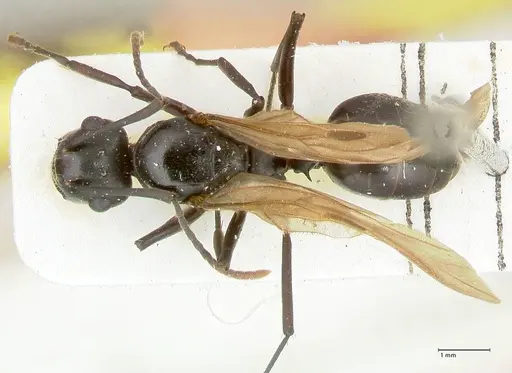 Polyrhachis queenslandica - FOCOL2540
