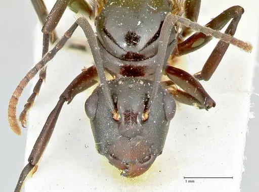 Polyrhachis queenslandica - FOCOL2540