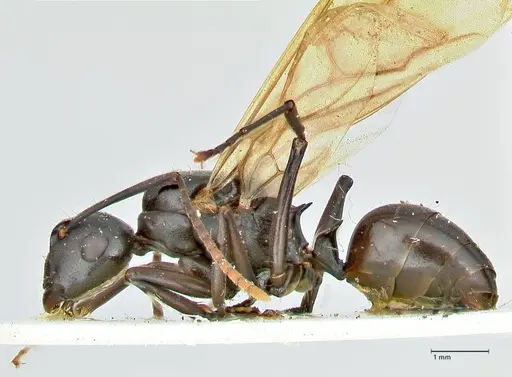 Polyrhachis queenslandica - FOCOL2540