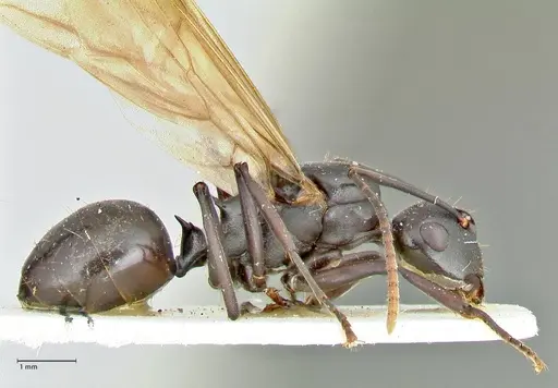 Polyrhachis queenslandica - FOCOL2540