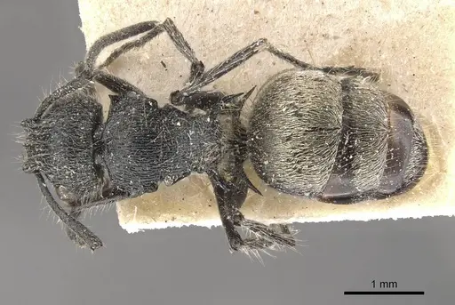Polyrhachis radicicola specimen