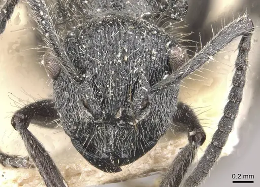 Polyrhachis radicicola specimen