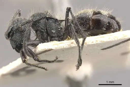 Polyrhachis radicicola specimen