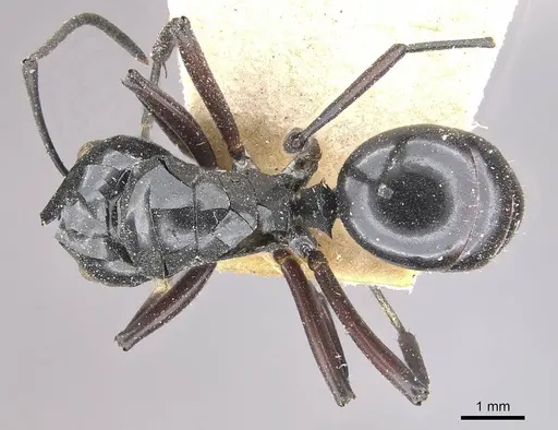 Polyrhachis ralumensis specimen