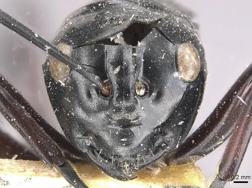 Polyrhachis ralumensis specimen