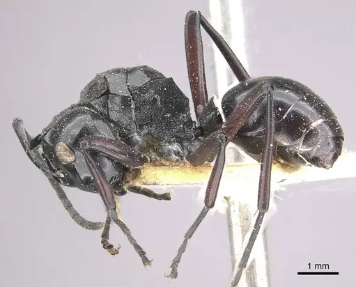 Polyrhachis ralumensis specimen