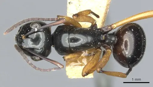 Polyrhachis rastellata specimen
