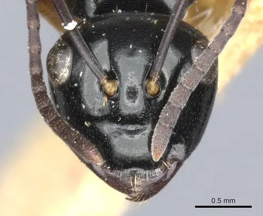 Polyrhachis rastellata specimen