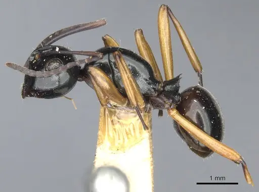 Polyrhachis rastellata specimen