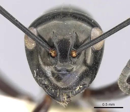 Polyrhachis rastellata - CASENT0906784