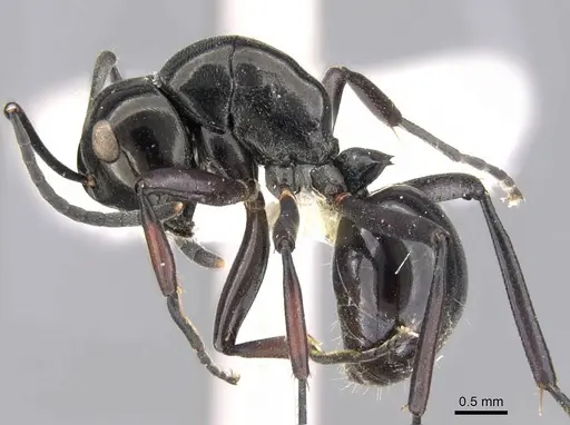 Polyrhachis rastellata - CASENT0906784
