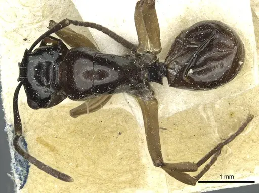 Polyrhachis rastellata - CASENT0912101