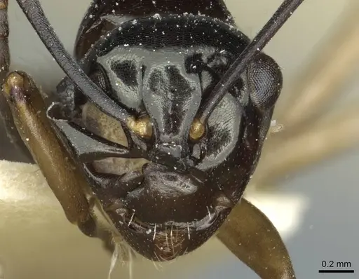 Polyrhachis rastellata - CASENT0912101