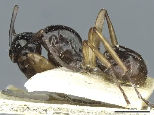Polyrhachis rastellata - CASENT0912101