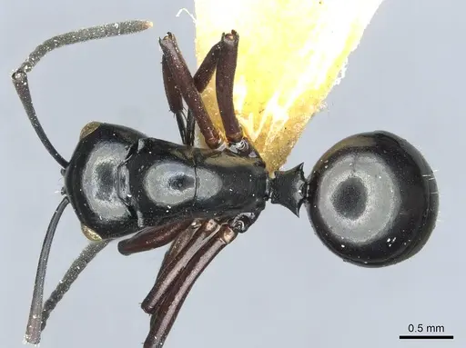 Polyrhachis rastellata - CASENT0912103