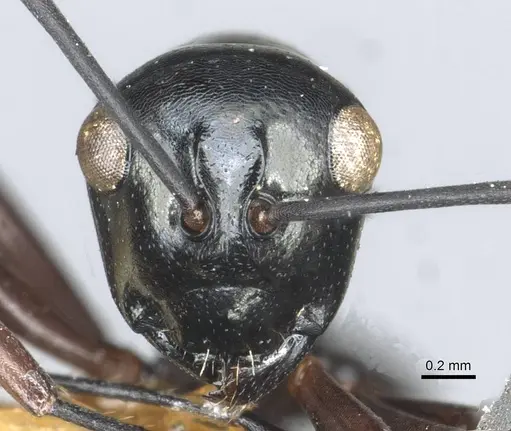 Polyrhachis rastellata - CASENT0912103