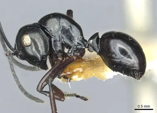 Polyrhachis rastellata - CASENT0912103