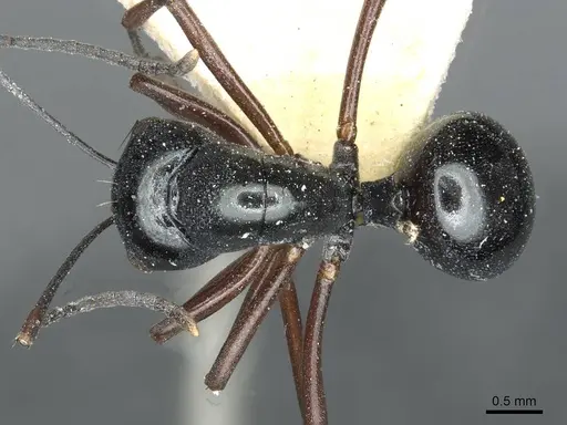 Polyrhachis rastellata - CASENT0912104