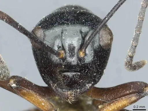 Polyrhachis rastellata - CASENT0912104