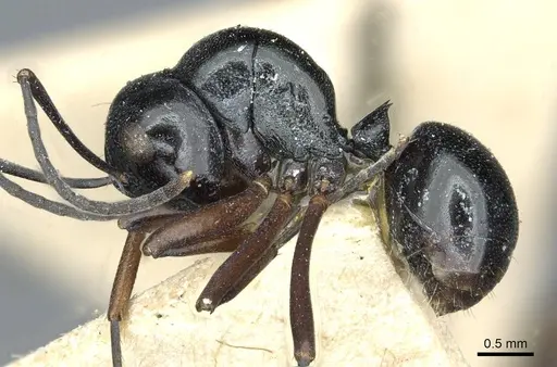 Polyrhachis rastellata - CASENT0912104