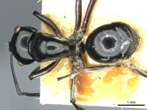 Polyrhachis rastellata - CASENT0912105