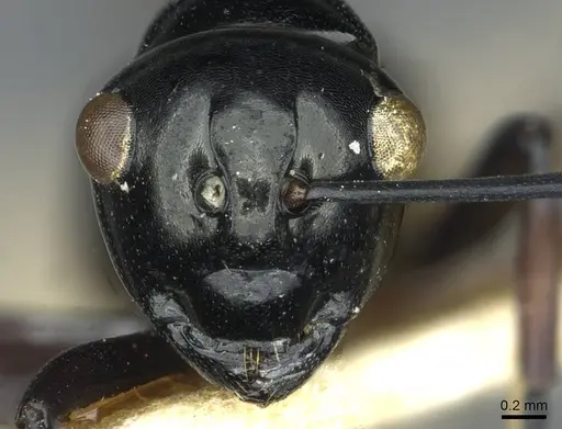 Polyrhachis rastellata - CASENT0912105