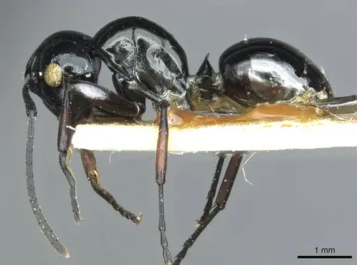 Polyrhachis rastellata - CASENT0912105